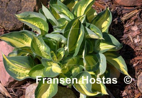 Hosta Lonesome Dove